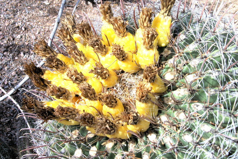 Yellow Cactus Fruit
