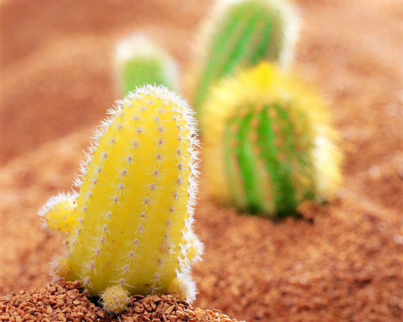 Yellow Cactus in Sand