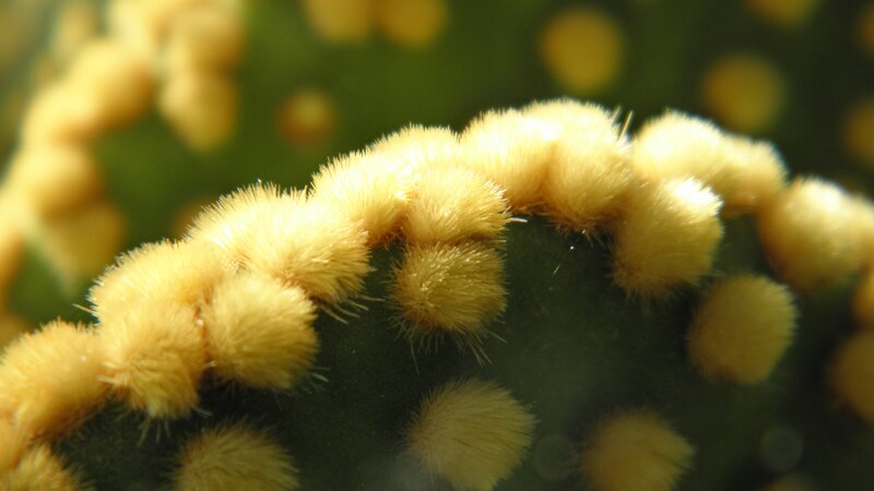 Yellow Cactus Spines