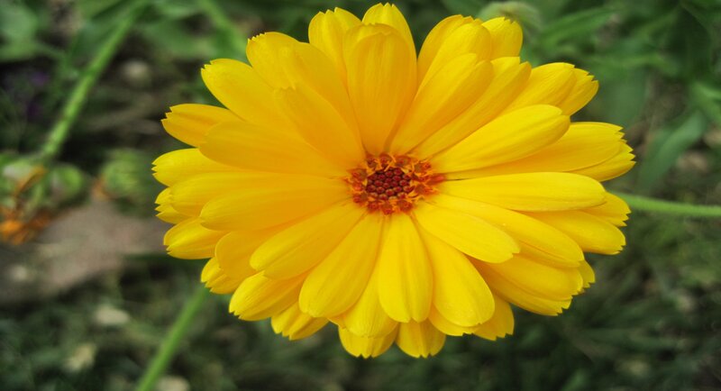 Yellow Calendula Flower — Calm, Afternoon