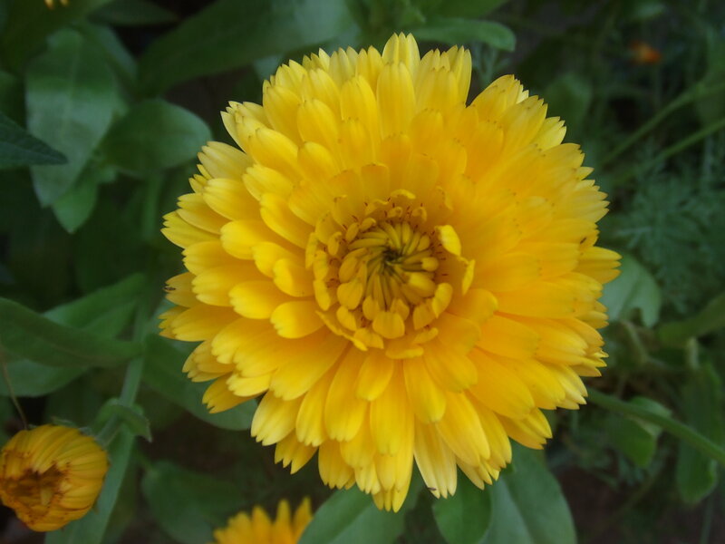 Yellow Calendula Flower — Calm, Photograph, Green Leaves