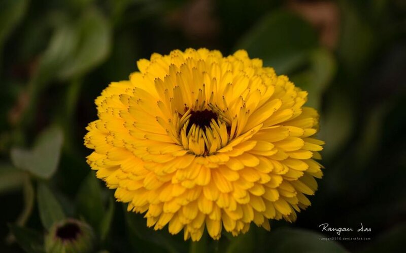 Yellow Calendula Flower — Calm, Photograph