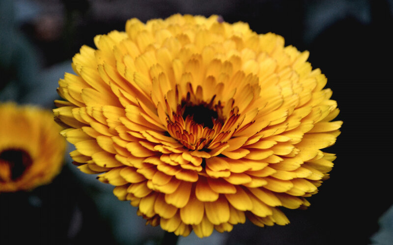 Yellow Calendula Flower — Calm