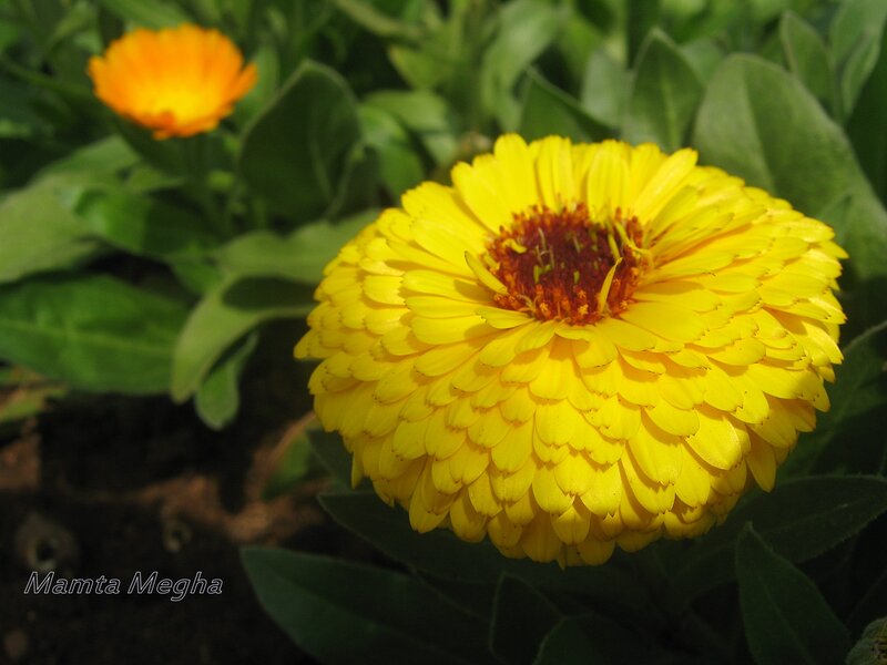 Yellow Calendula Flower — Natural