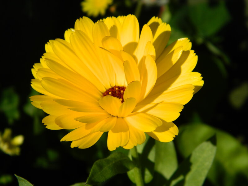Yellow Calendula Flower — Serene