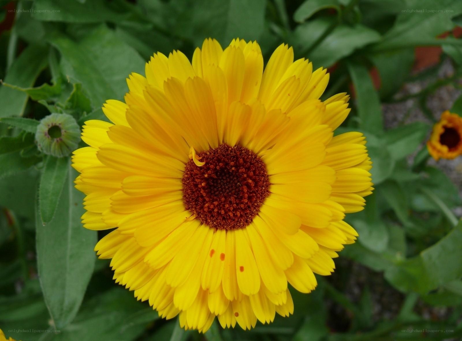 yellow calendula flower