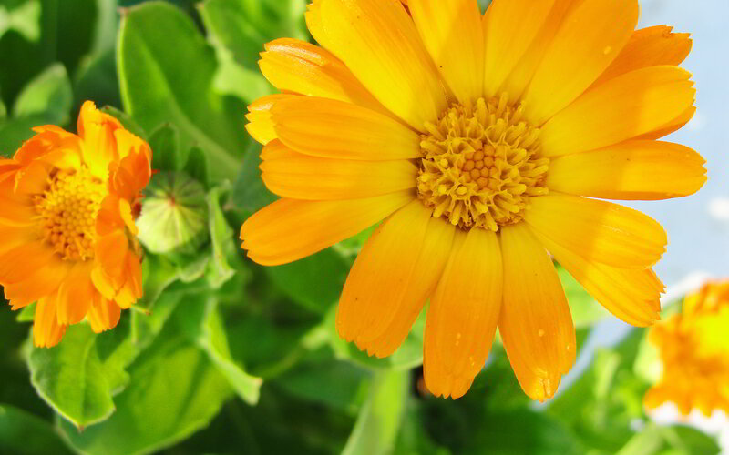 Yellow Calendula Flowers — Bright