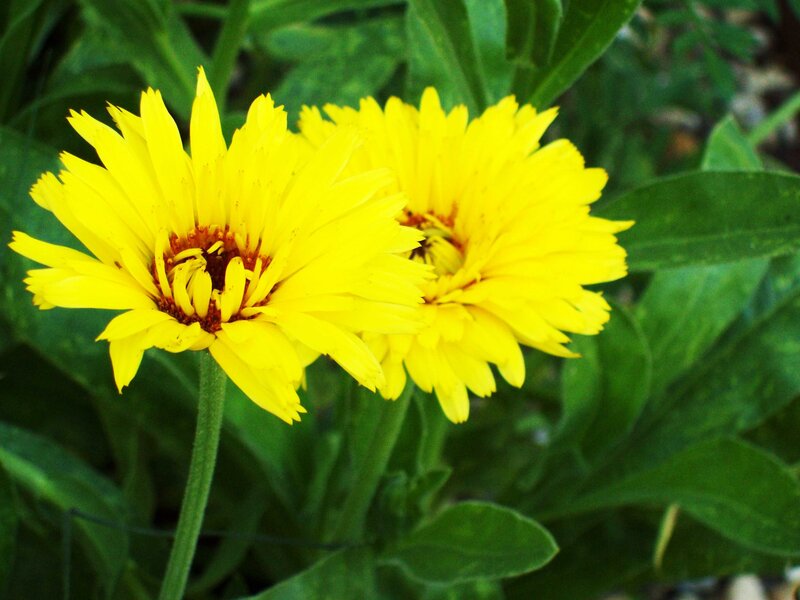Yellow Calendula Flowers — Natural, Afternoon
