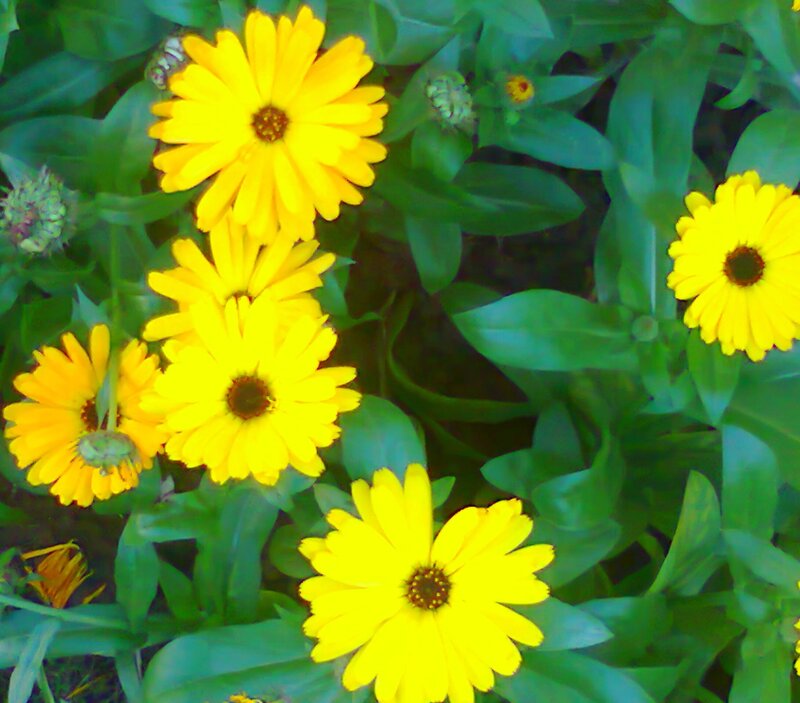 Yellow Calendula Flowers