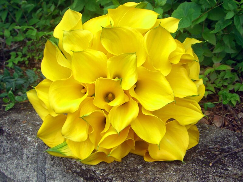 Yellow Calla Lilies Bouquet — Calm