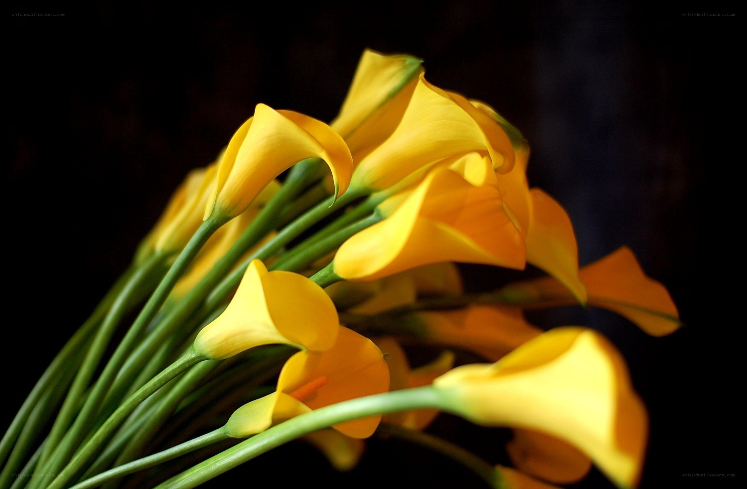 Yellow calla lilies bouquet