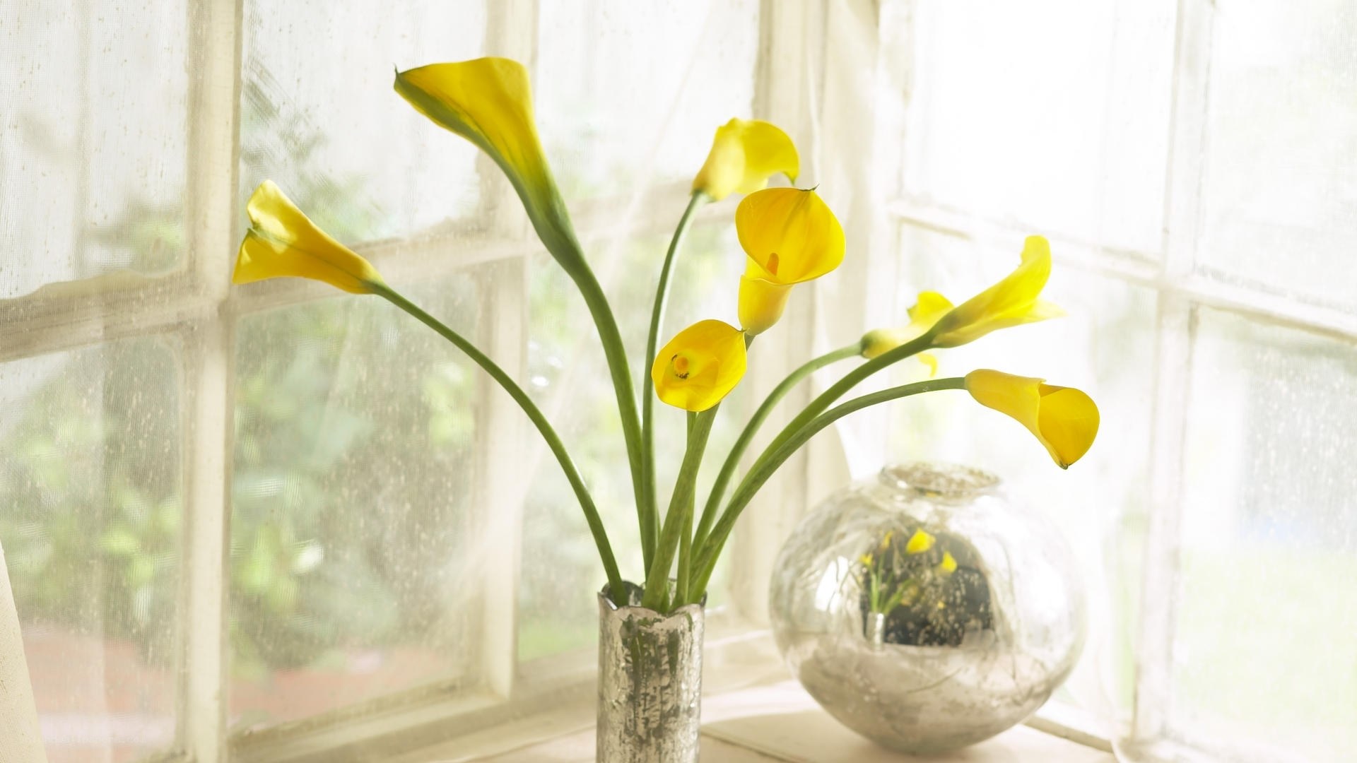 Yellow calla lilies by window