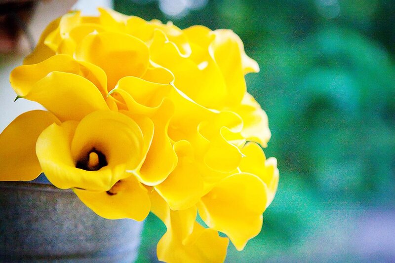 Yellow Calla Lilies — Calm, Photograph