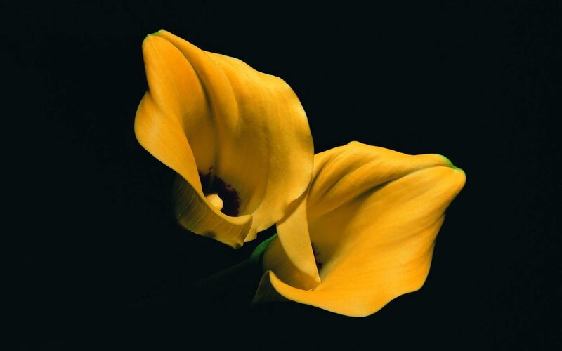 Yellow Calla Lilies — Dramatic, Photograph, Flowers, Dark Background