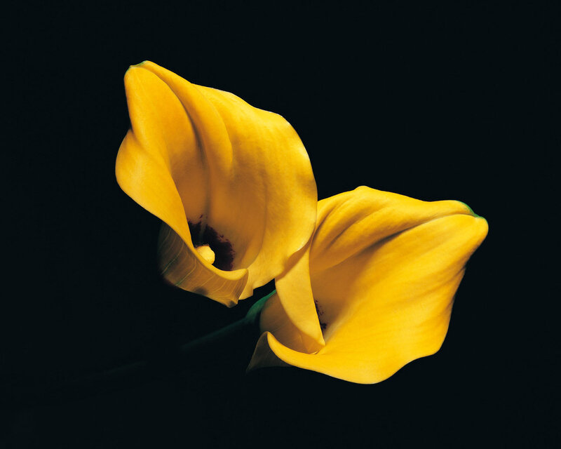 Yellow Calla Lilies — Dramatic, Photograph, Flowers, Stem