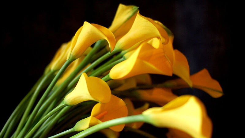 Yellow Calla Lilies — Dramatic, Photograph, Flowers, Stems