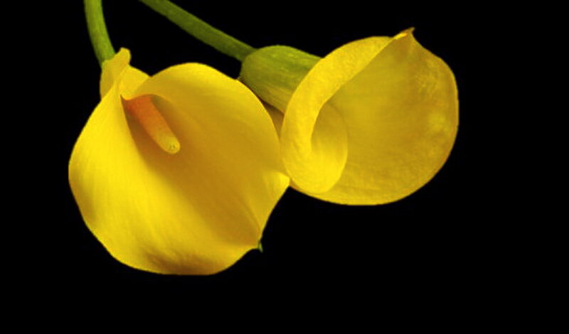 Yellow Calla Lilies — Dramatic, Photograph, Flowers