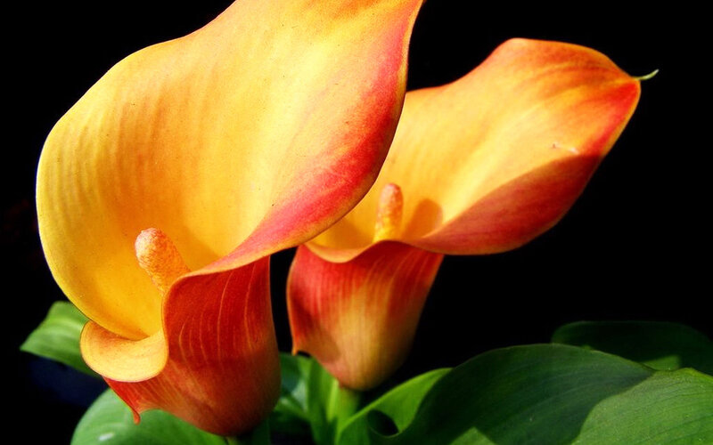 Yellow Calla Lilies — Dramatic, Photograph, Leaves
