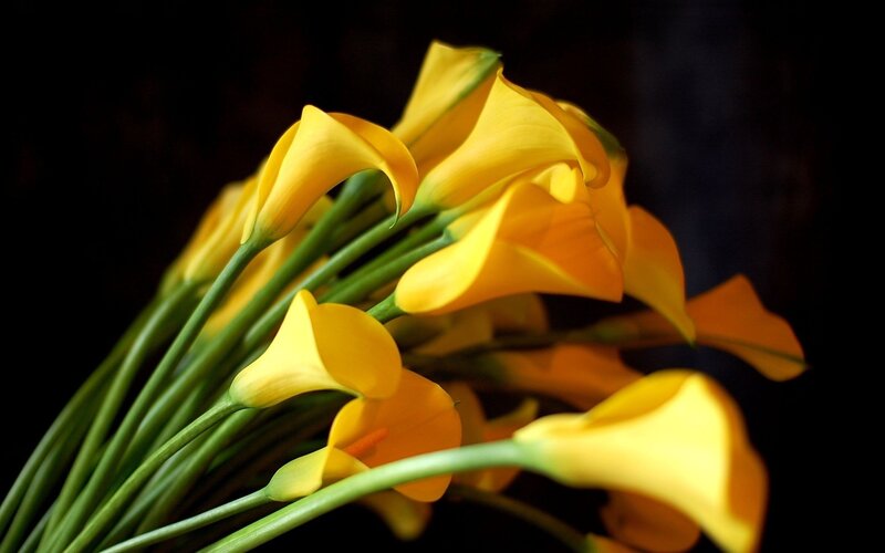 Yellow calla lilies in a bouquet