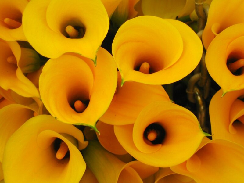 Yellow calla lilies in a bouquet