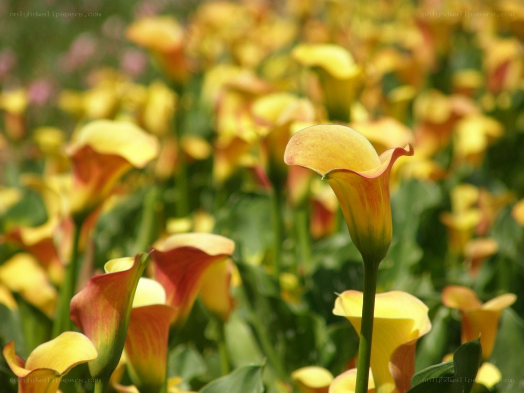 yellow calla lilies in a field