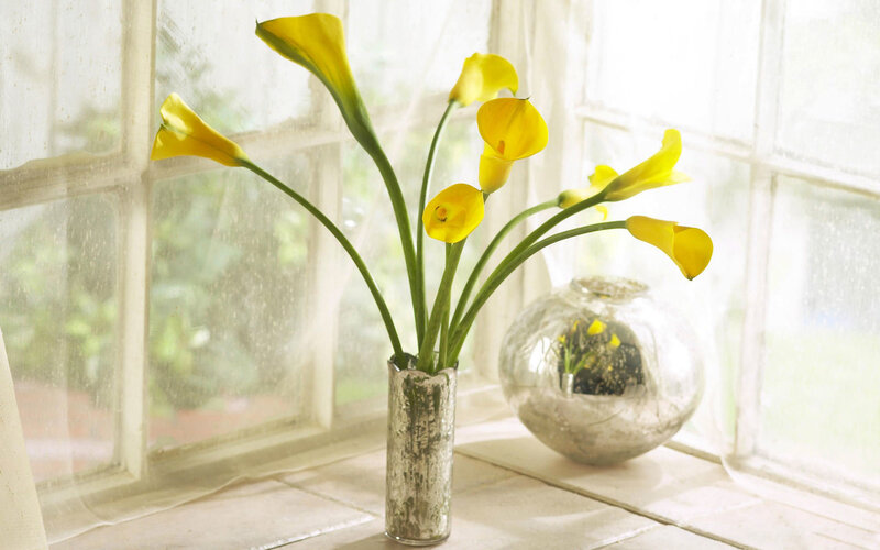 Yellow calla lilies in a vase