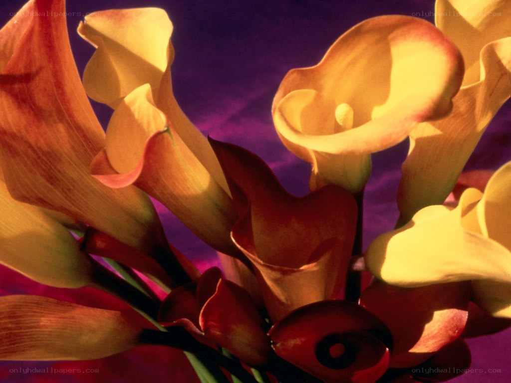 Yellow calla lilies in bloom