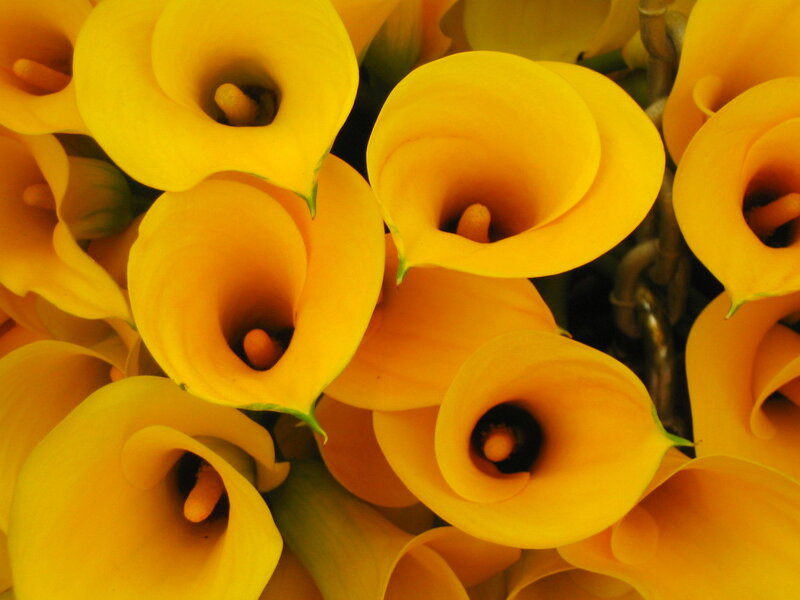 Yellow calla lilies in bloom