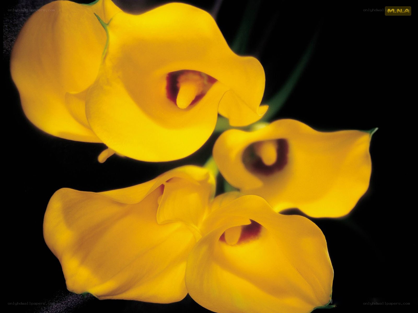 Yellow calla lilies in bloom