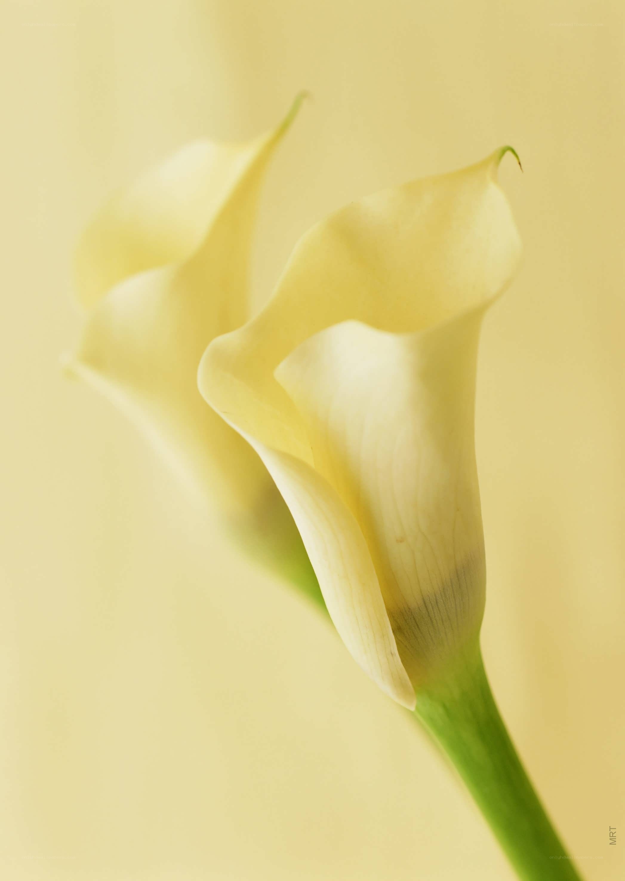 Yellow calla lilies in soft light
