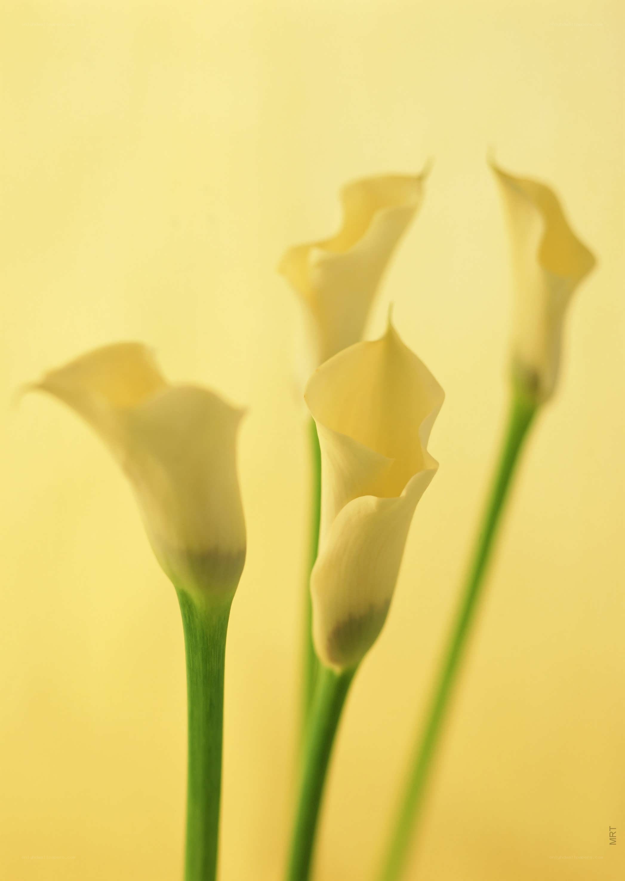 Yellow calla lilies in soft light