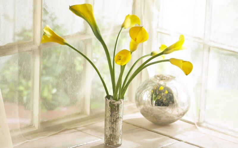 Yellow Calla Lilies in Vase — Serene