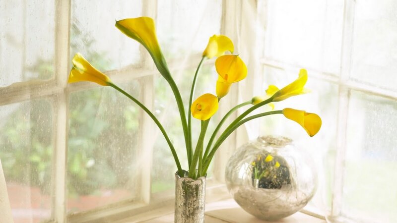 Yellow Calla Lilies in Vase