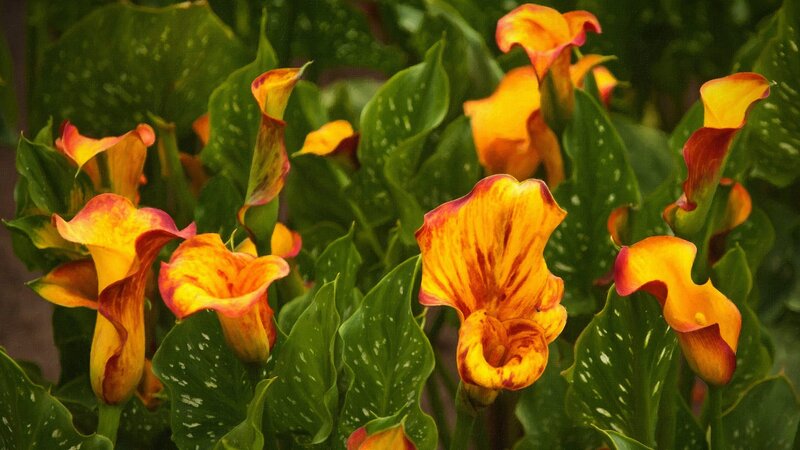 Yellow Calla Lilies — Natural, Photograph