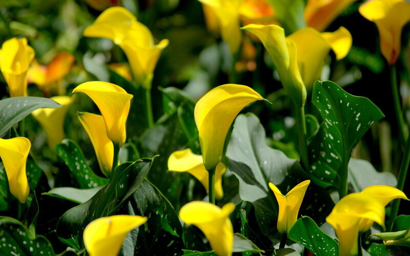 Yellow Calla Lilies — Natural