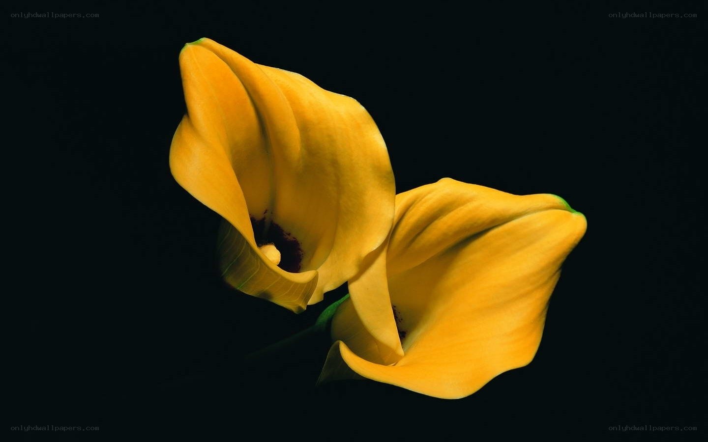 Yellow calla lilies on black