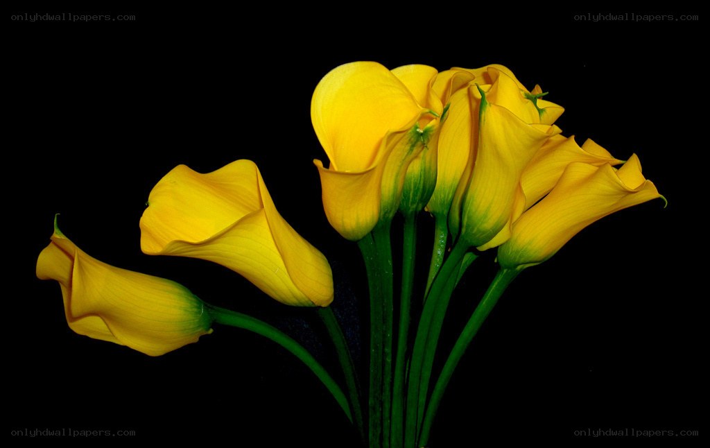 Yellow calla lilies on black