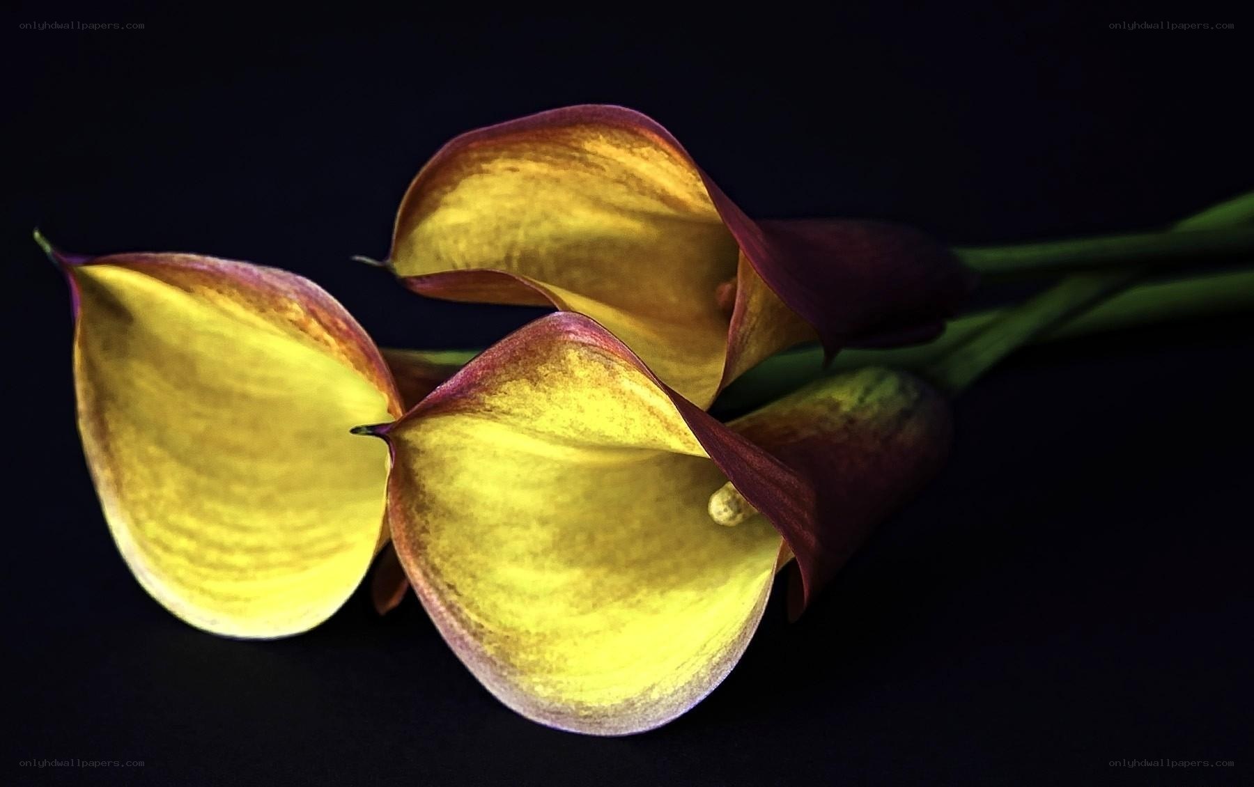 Yellow calla lilies on black