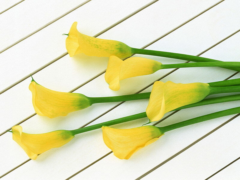 Yellow calla lilies on white wood