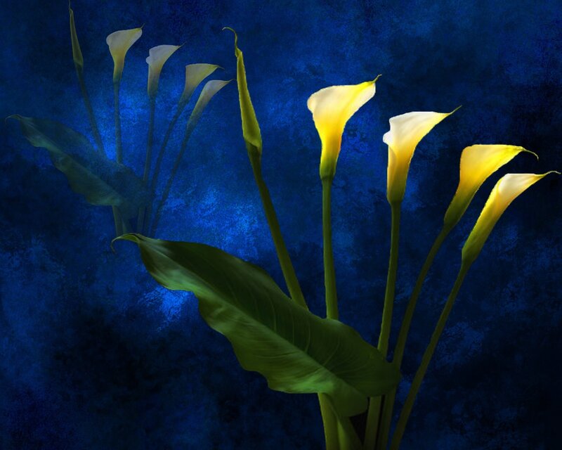 Yellow Calla Lilies
