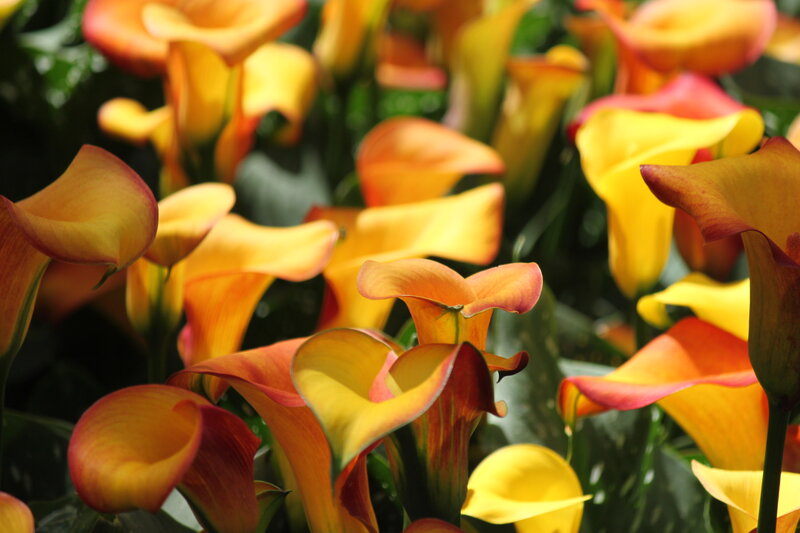 Yellow Calla Lilies — Vibrant