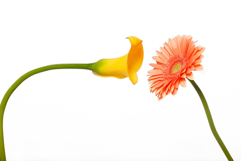Yellow Calla Lily and Gerbera