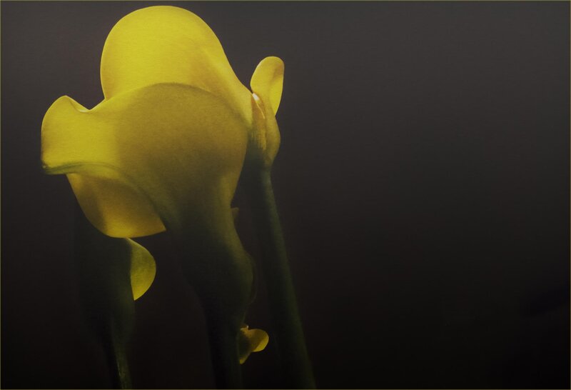 Yellow Calla Lily — Dramatic
