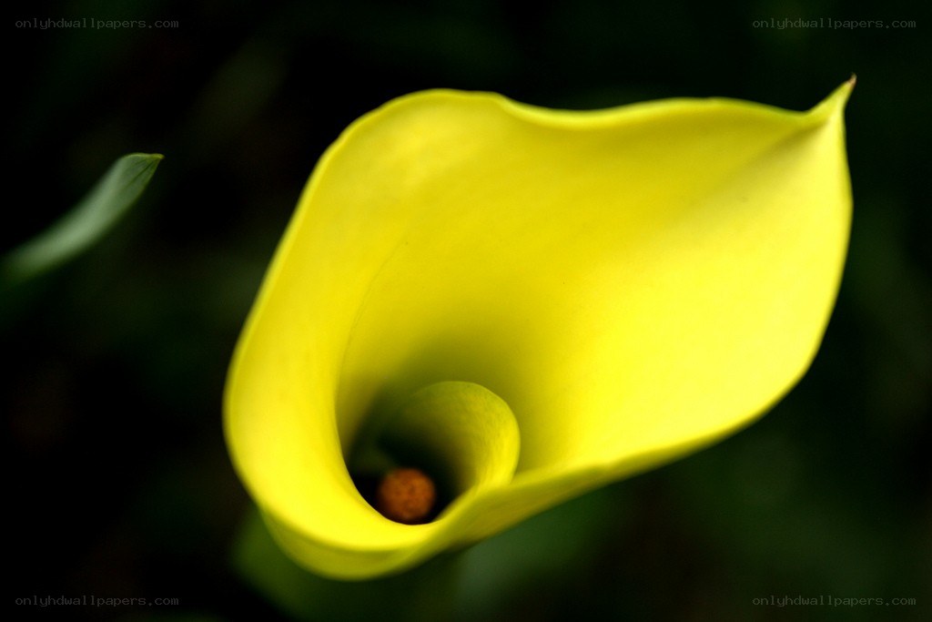 Yellow calla lily flower