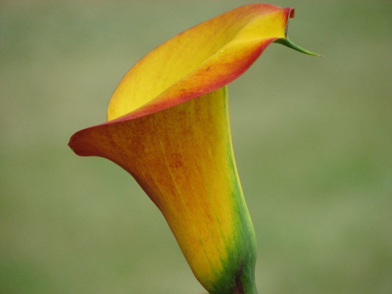 Yellow Calla Lily Flower — Calm