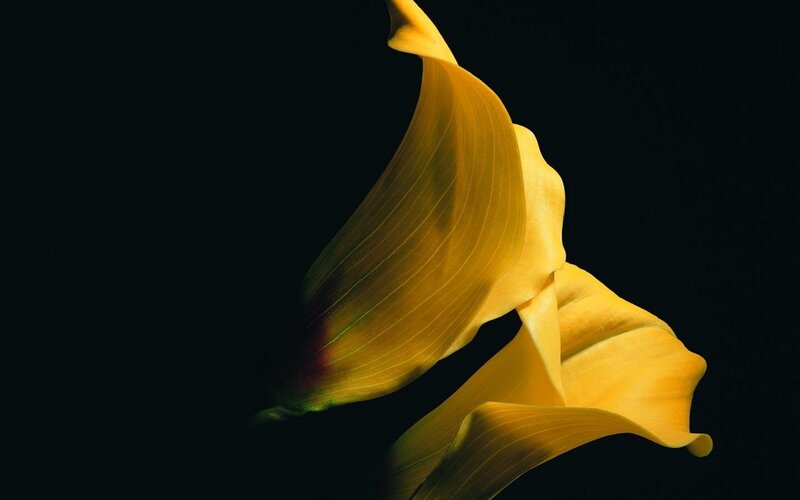 Yellow Calla Lily Flower — Dramatic, Photograph, Dark Background