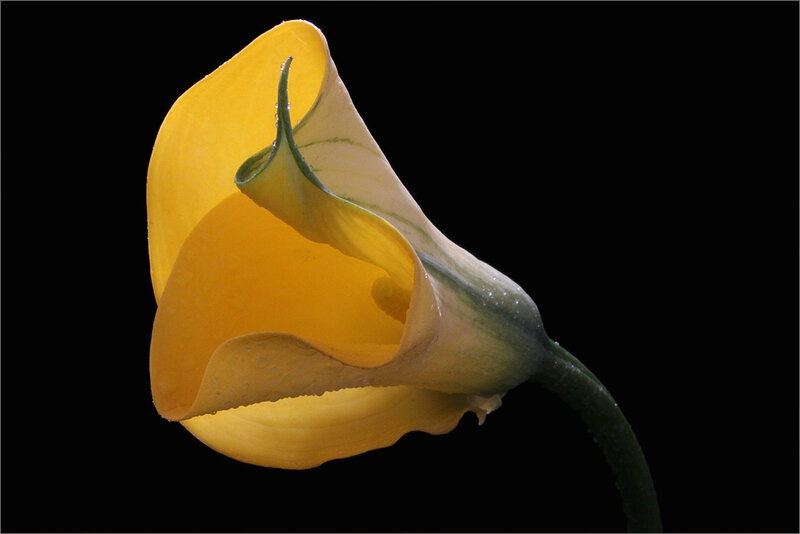 Yellow Calla Lily Flower — Dramatic, Photograph