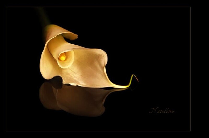 Yellow Calla Lily Flower — Dramatic