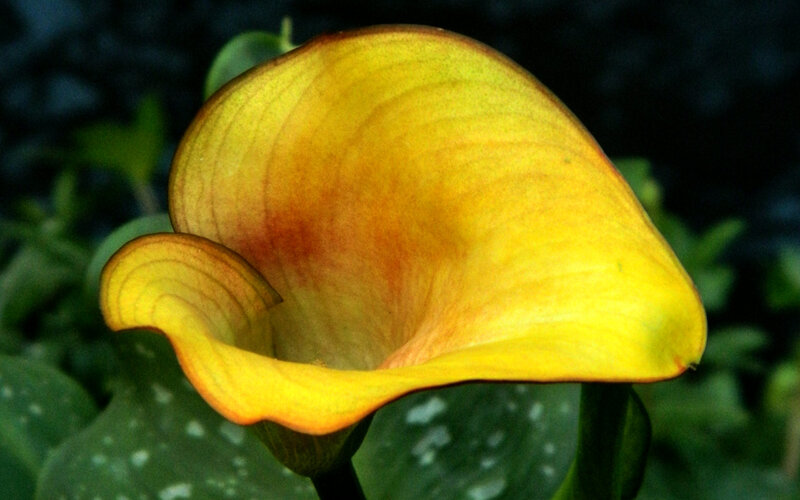 Yellow Calla Lily Flower — Natural, Photograph