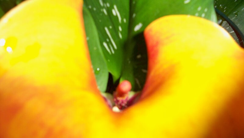 Yellow Calla Lily Flower — Natural
